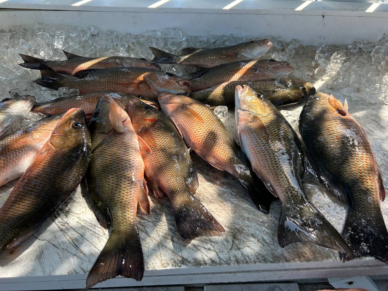 Close view of snapper and reef fish on ice
